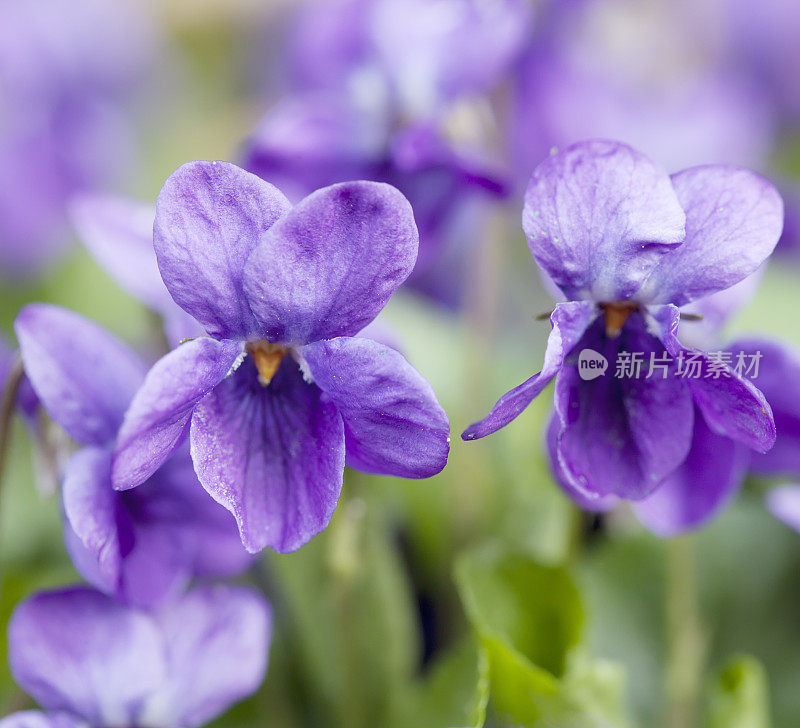 甜紫罗兰(Viola odorata)